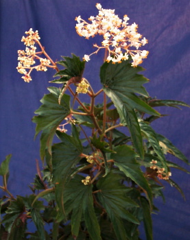 B. ‘Thompson's Folly’